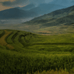 banner image